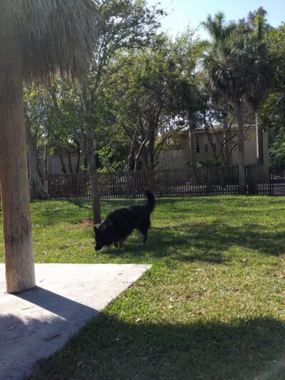 South Miami Dog Park - South Miami, FL