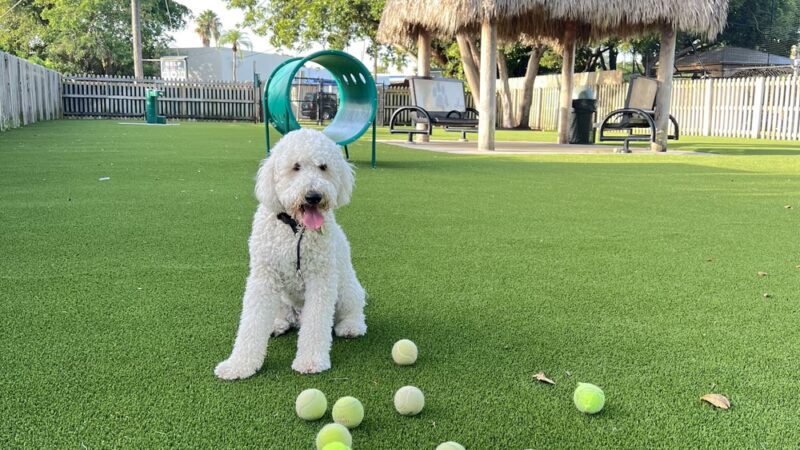 South Miami Dog Park - South Miami, FL