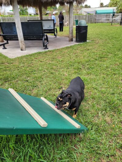 South Miami Dog Park - South Miami, FL