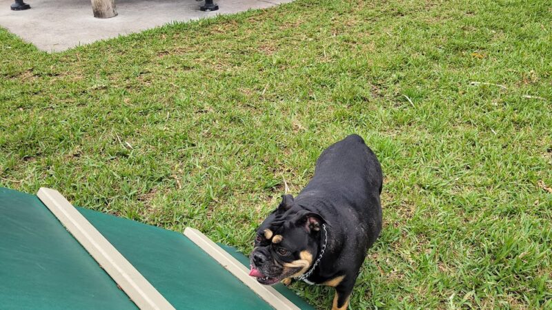 South Miami Dog Park - South Miami, FL