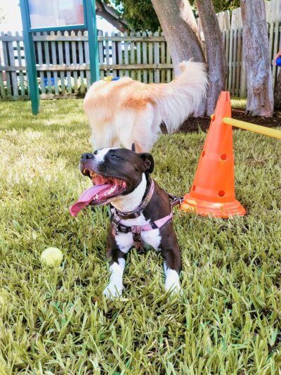 South Miami Dog Park - South Miami, FL