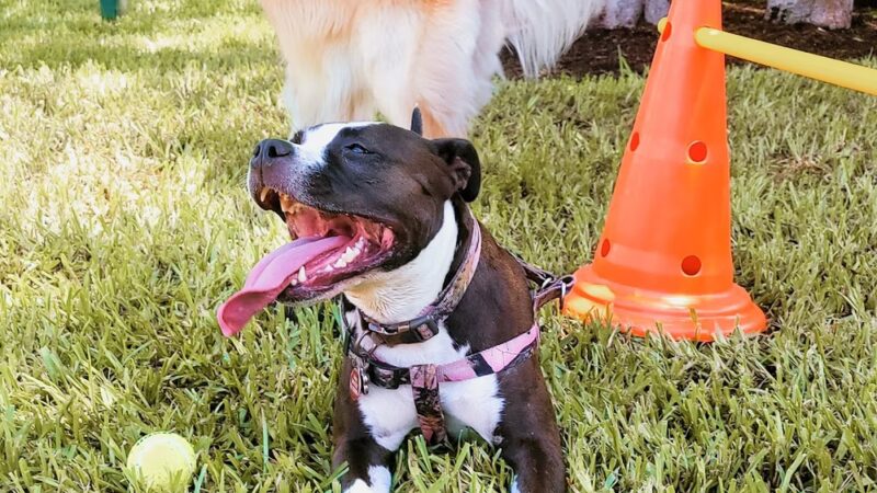 South Miami Dog Park - South Miami, FL