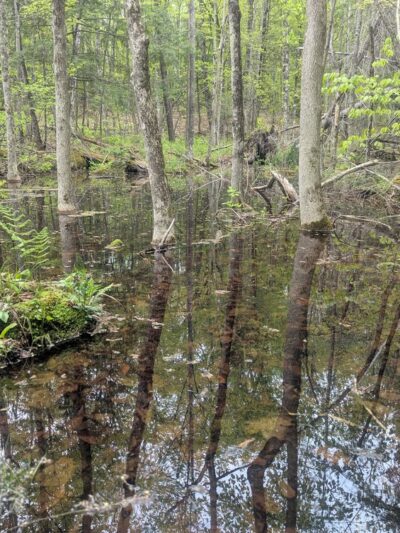 Cornwall Nature Preserve - South Paris, ME