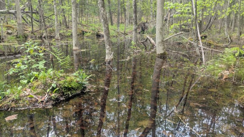 Cornwall Nature Preserve - South Paris, ME