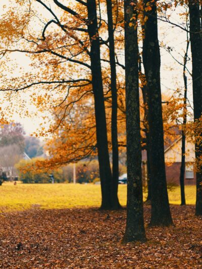 Swinnea Park - Southaven, MS