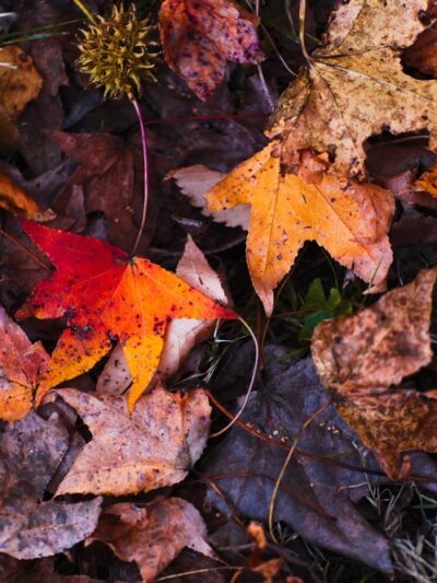 Swinnea Park - Southaven, MS