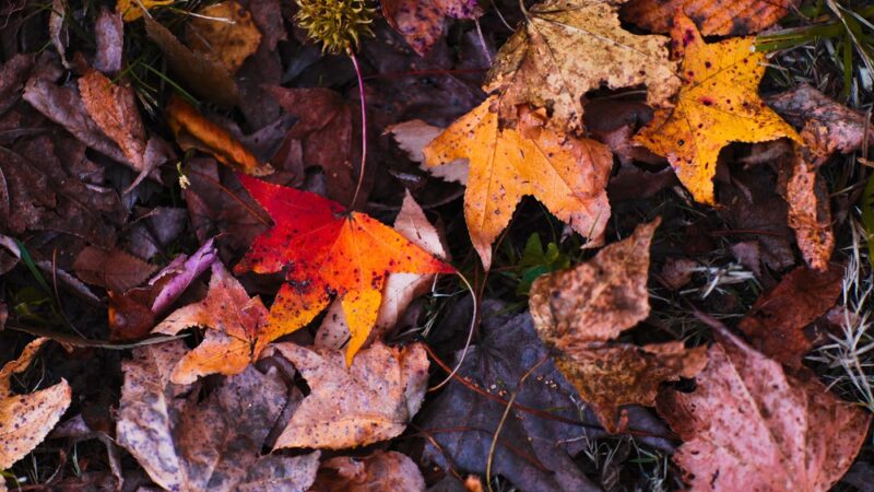 Swinnea Park - Southaven, MS