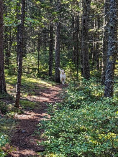 Hendricks Head Preserve - Southport, ME