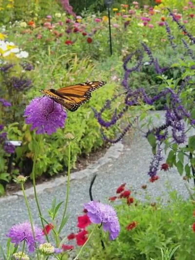 Charlotte Rhoades Butterfly Park - Southwest Harbor, ME