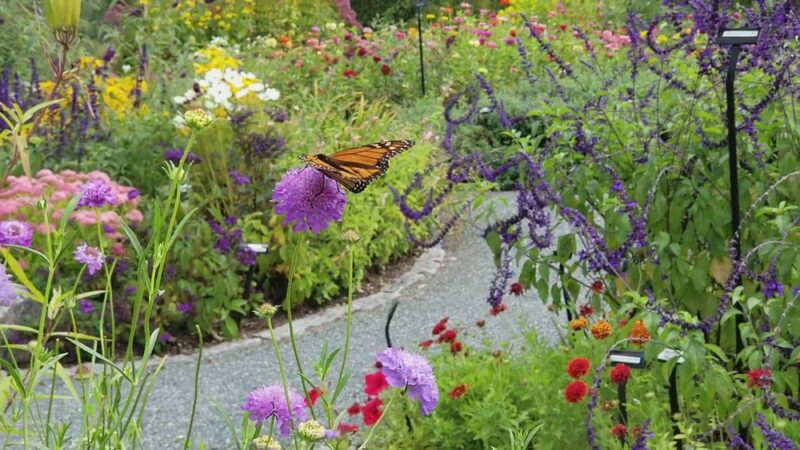 Charlotte Rhoades Butterfly Park - Southwest Harbor, ME