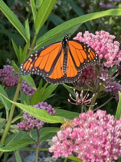 Charlotte Rhoades Butterfly Park - Southwest Harbor, ME