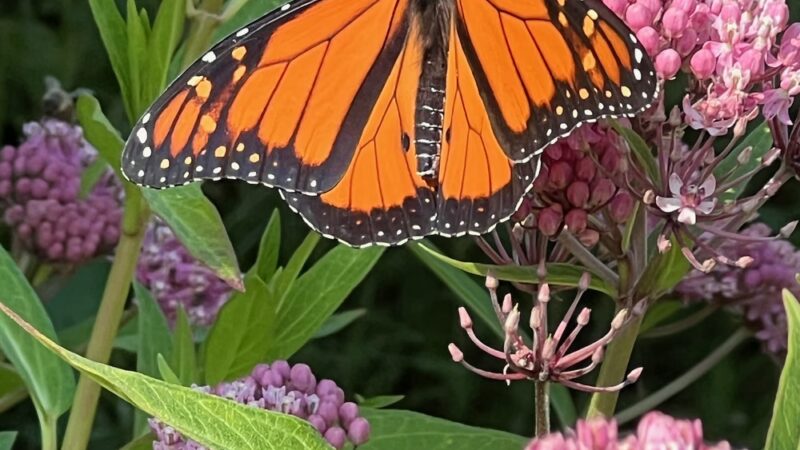 Charlotte Rhoades Butterfly Park - Southwest Harbor, ME