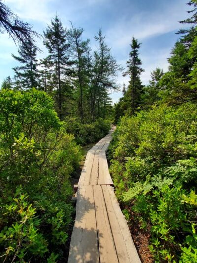 Ship Harbor Trail - Southwest Harbor, ME