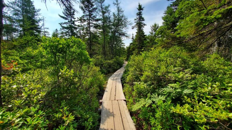 Ship Harbor Trail - Southwest Harbor, ME