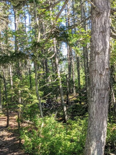 Wonderland Trail - Southwest Harbor, ME