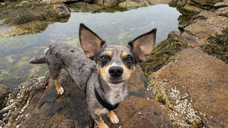 Wonderland Trail - Southwest Harbor, ME