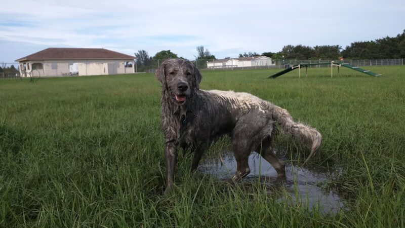 Steven L. Josias Dog & Equestrian Park - Southwest Ranches, FL