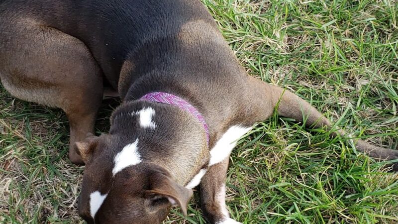 Steven L. Josias Dog & Equestrian Park - Southwest Ranches, FL