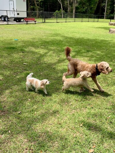 Loyalty Dog Park - Spanish Fort, AL
