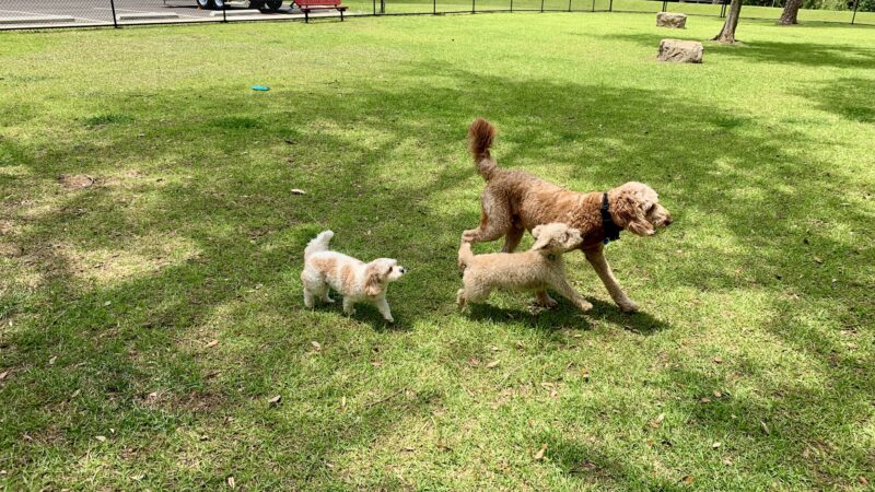 Loyalty Dog Park - Spanish Fort, AL