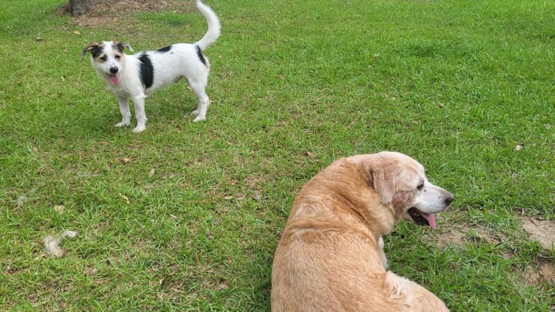 Loyalty Dog Park - Spanish Fort, AL