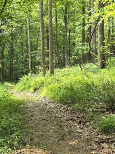 Ben's Run - Spencer, WV