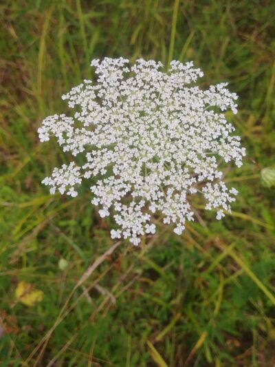 UMC Community Park - Spencer, WV
