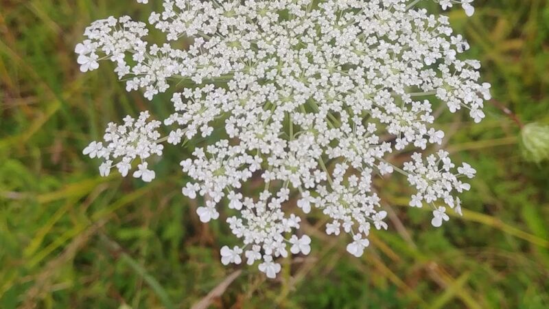 UMC Community Park - Spencer, WV