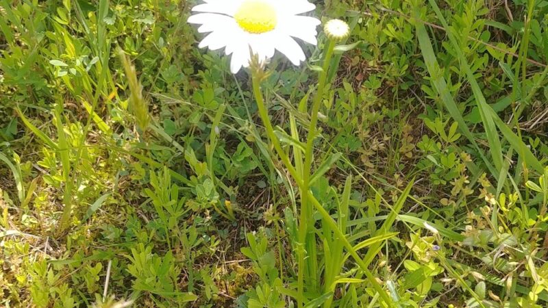 UMC Community Park - Spencer, WV