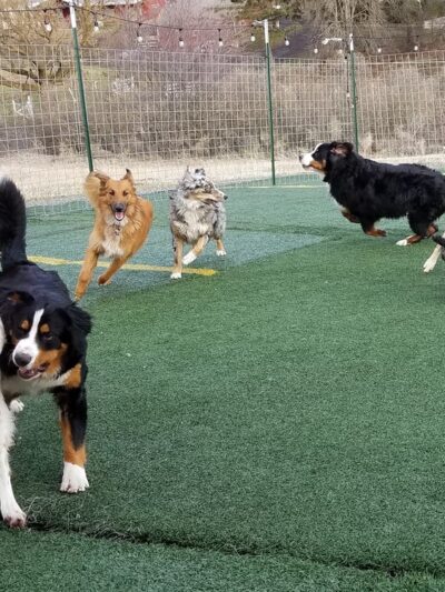 Palouse Pooch Playground - Spokane, WA