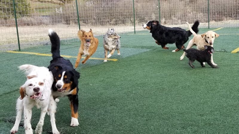 Palouse Pooch Playground - Spokane, WA