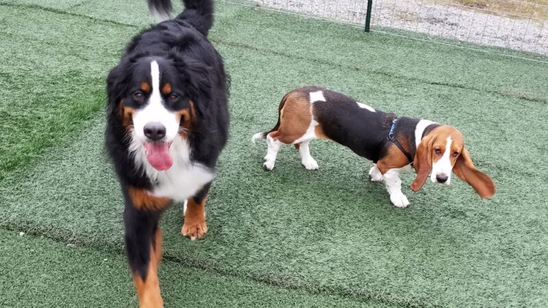 Palouse Pooch Playground - Spokane, WA