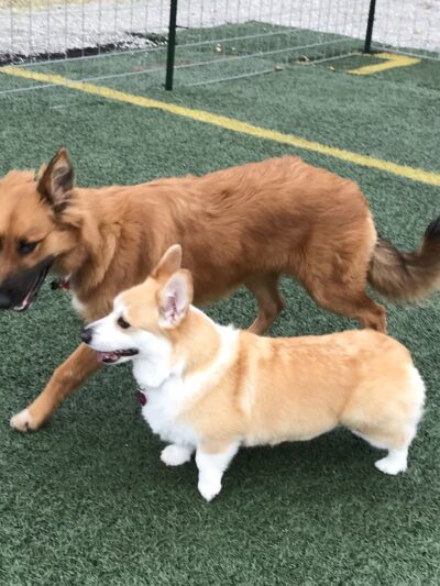 Palouse Pooch Playground - Spokane, WA