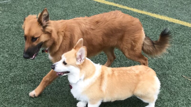 Palouse Pooch Playground - Spokane, WA