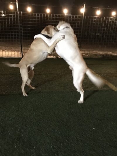 Palouse Pooch Playground - Spokane, WA