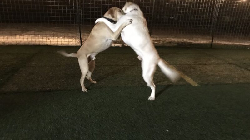 Palouse Pooch Playground - Spokane, WA