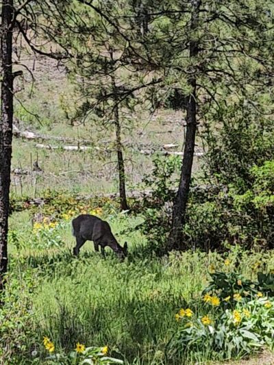 Waikiki Springs Trailhead - Spokane, WA