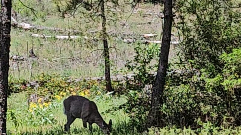 Waikiki Springs Trailhead - Spokane, WA