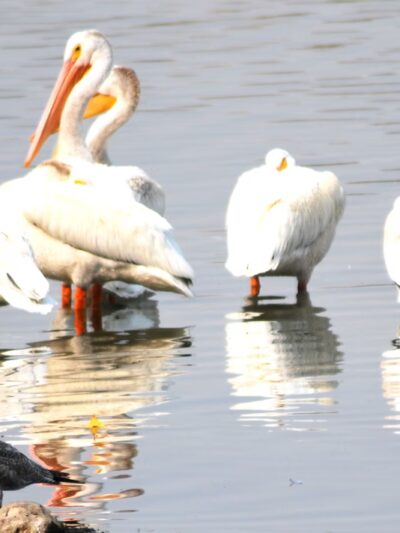 Sprague Lake Resort - Sprague, WA