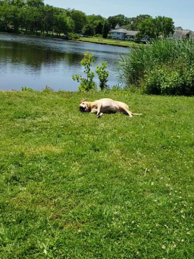 Marucci Memorial Park - Spring Lake, NJ