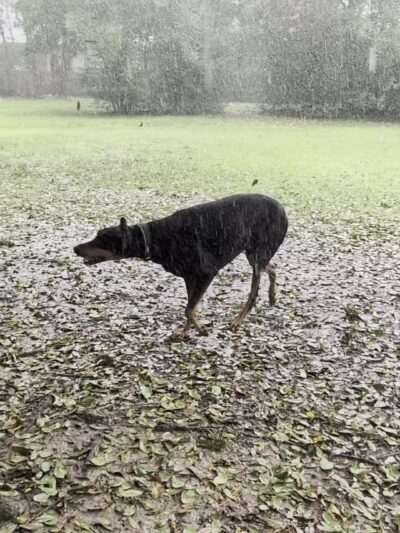 Gleannloch Farms Bark Park - Spring, TX