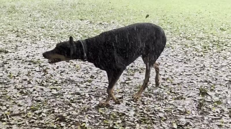 Gleannloch Farms Bark Park - Spring, TX