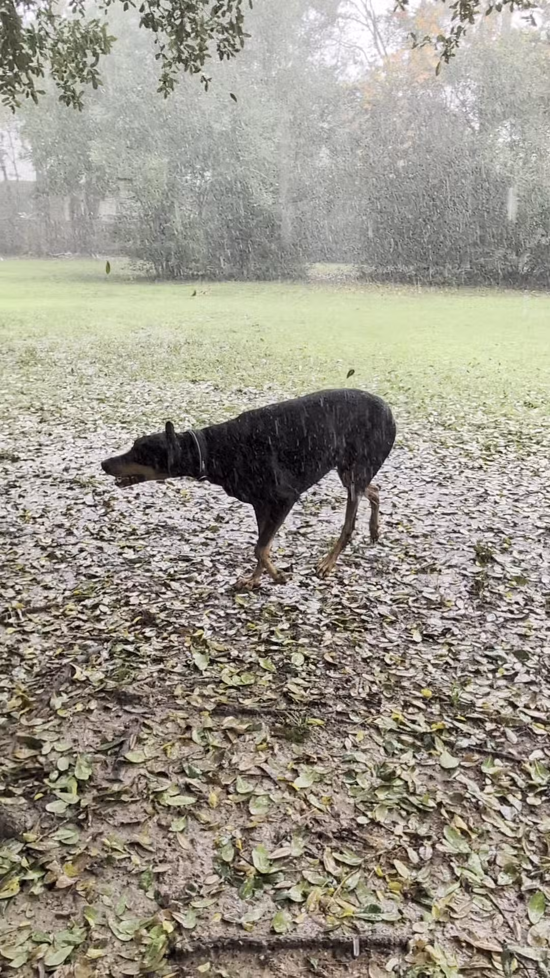 Gleannloch Farms Bark Park - Spring, TX