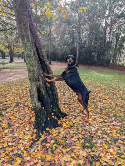 Gleannloch Farms Bark Park - Spring, TX