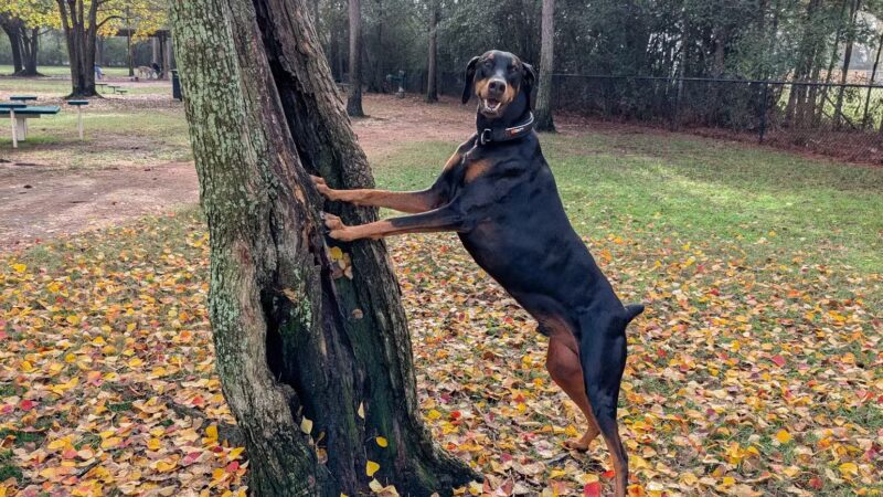 Gleannloch Farms Bark Park - Spring, TX
