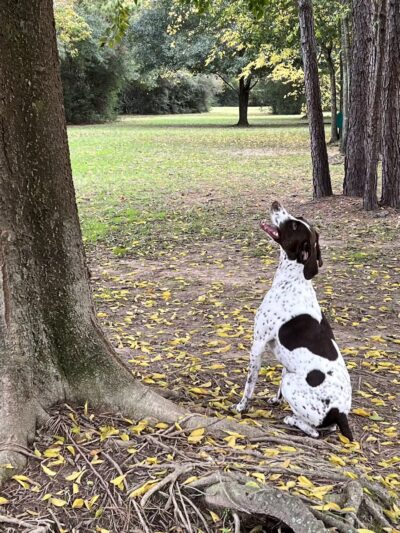 Gleannloch Farms Bark Park - Spring, TX