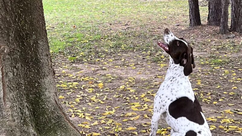 Gleannloch Farms Bark Park - Spring, TX