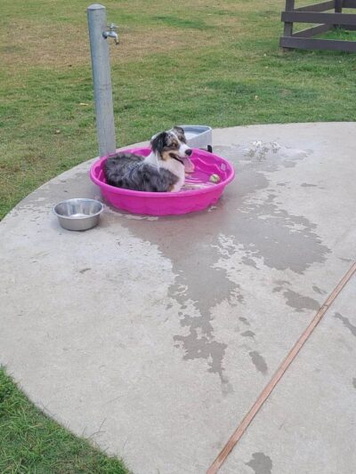 Rob Fleming Dog Park - Spring, TX