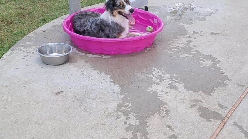Rob Fleming Dog Park - Spring, TX