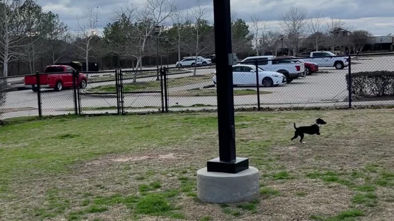 Rob Fleming Dog Park - Spring, TX